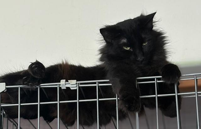 Kali, a Adoptable Domestic Medium Hair in Santa Cruz, CA image 4/6