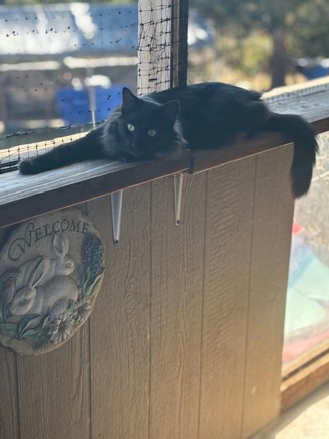 Kali, a Adoptable Domestic Medium Hair in Santa Cruz, CA image 2/6