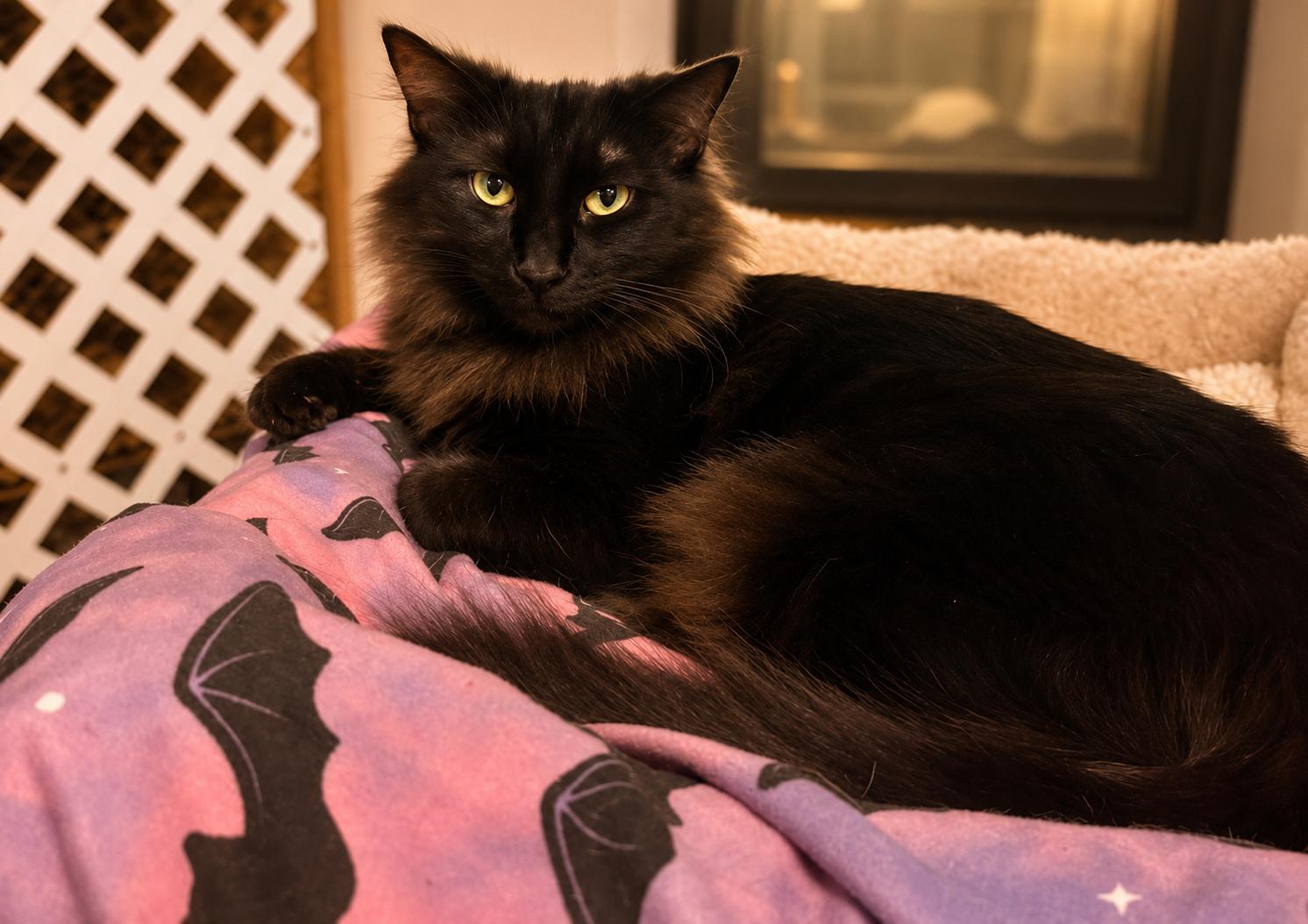 Enlarge Kali, a Adoptable Domestic Medium Hair in Santa Cruz, CA image 3/6