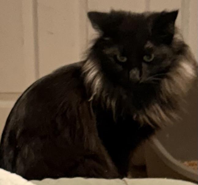 Kali, Adoptable, Adult Female Domestic Medium Hair.