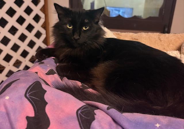 Kali, Adoptable, Adult Female Domestic Medium Hair.