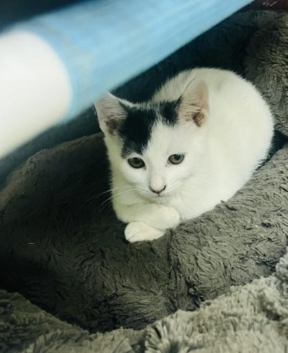 Ralphie, Adoptable, Kitten Male Domestic Short Hair & Domestic Short Hair.