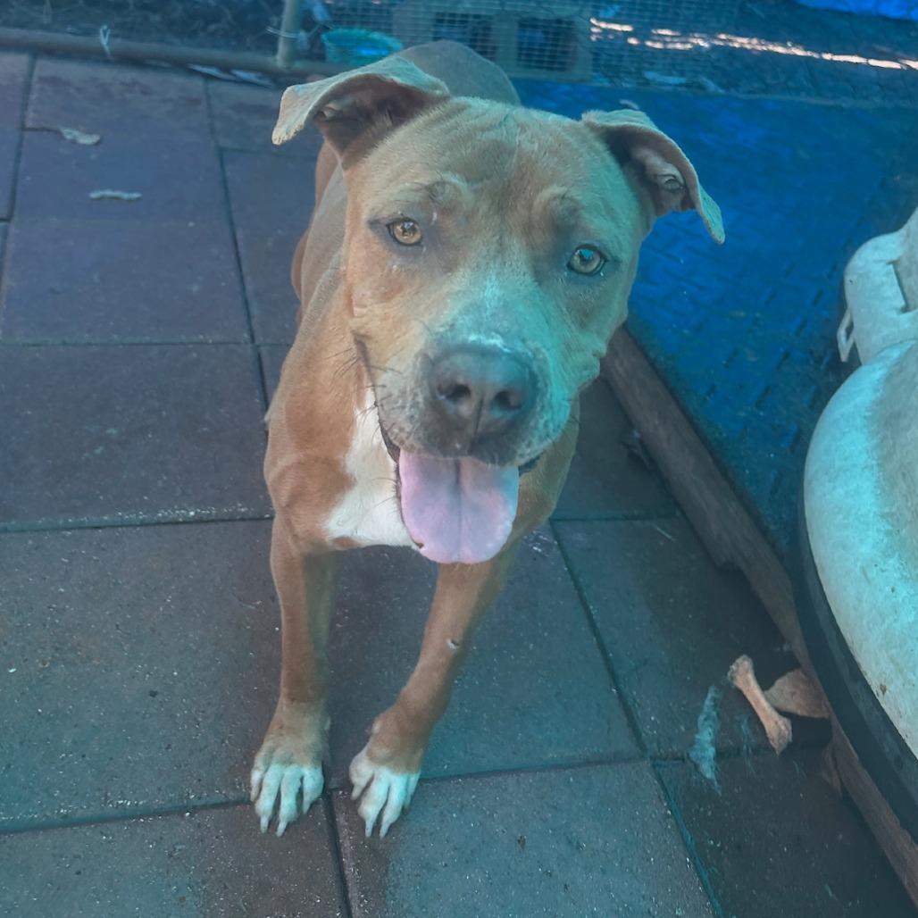 Enlarge LAFFY, a Adoptable mixed breed in QUINCY, FL image 1/1