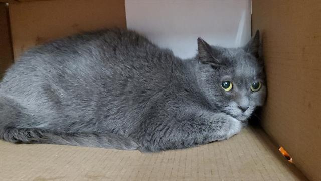 BOOTS, Adoptable, Young Female Domestic Short Hair.