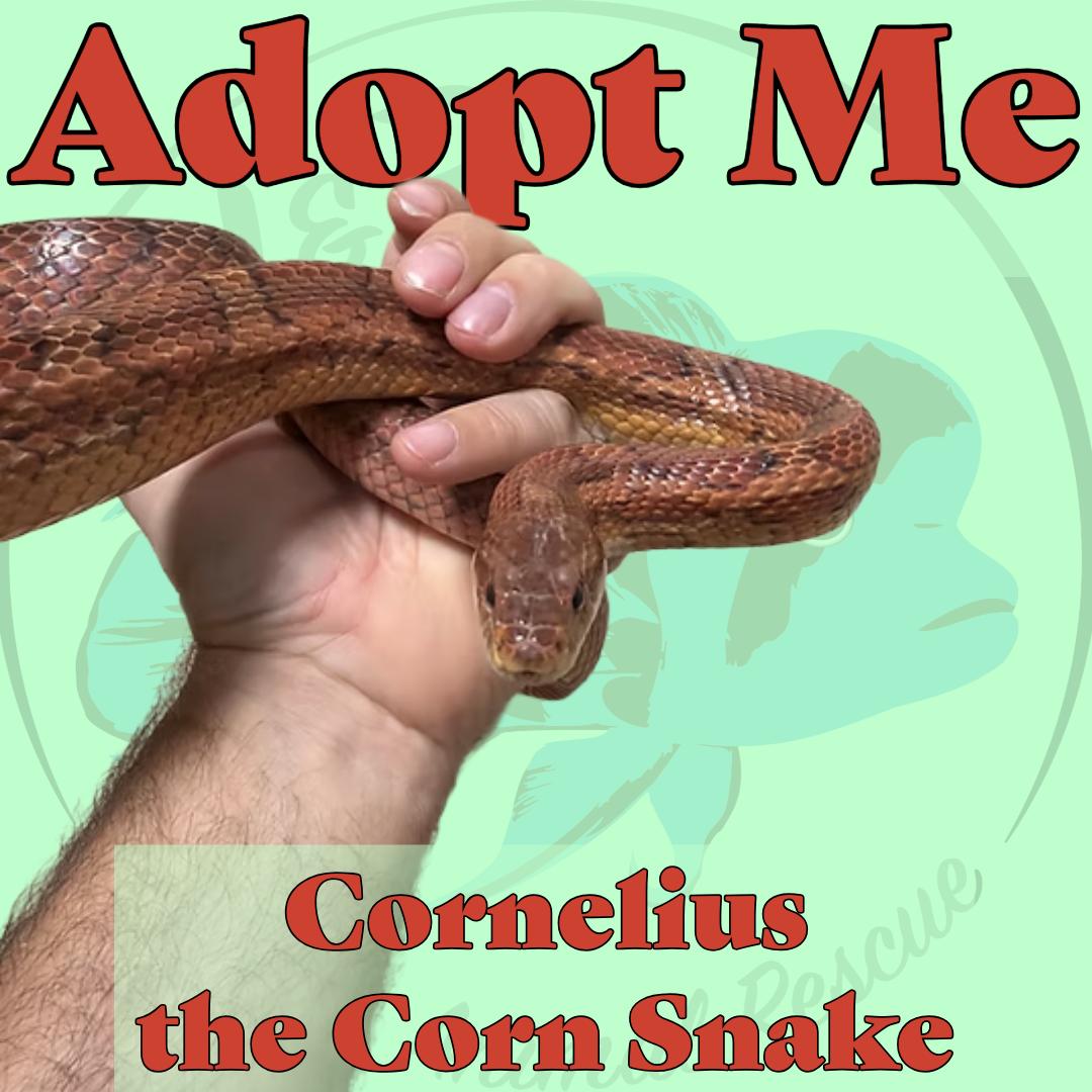 Cornelius the Corn Snake, ADOPTABLE, Adult Unknown Corn / Rat.
