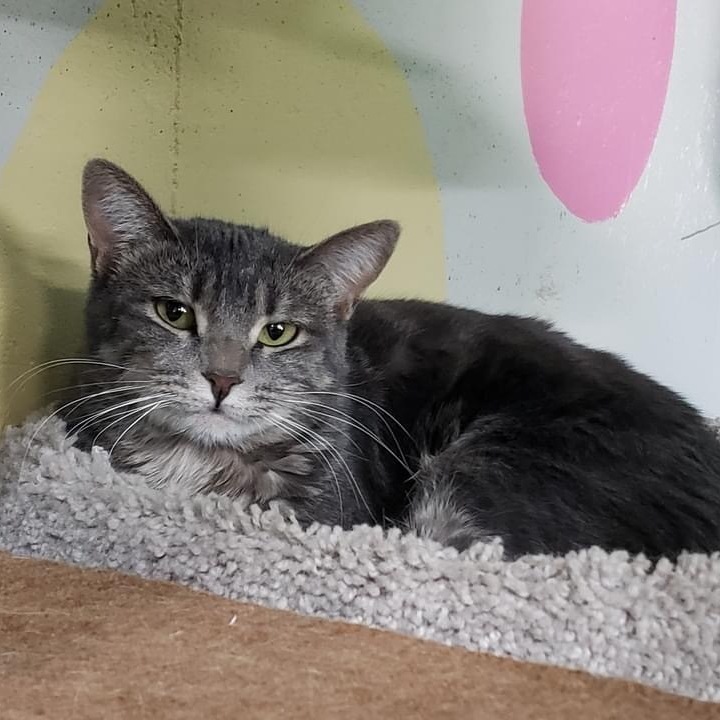 Jessie, Adoptable, Young Male Domestic Short Hair.