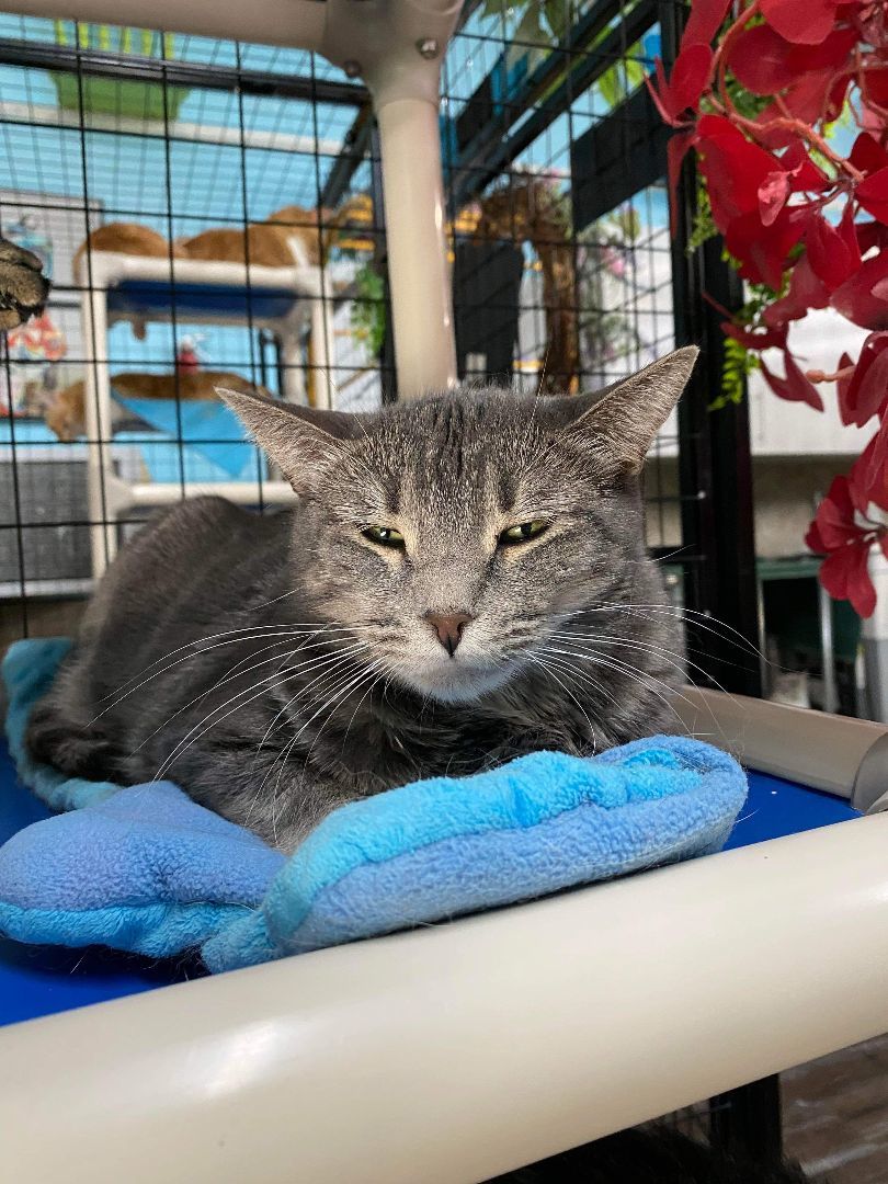 Jessie, a Adoptable Domestic Short Hair in St. George, UT image 2/12