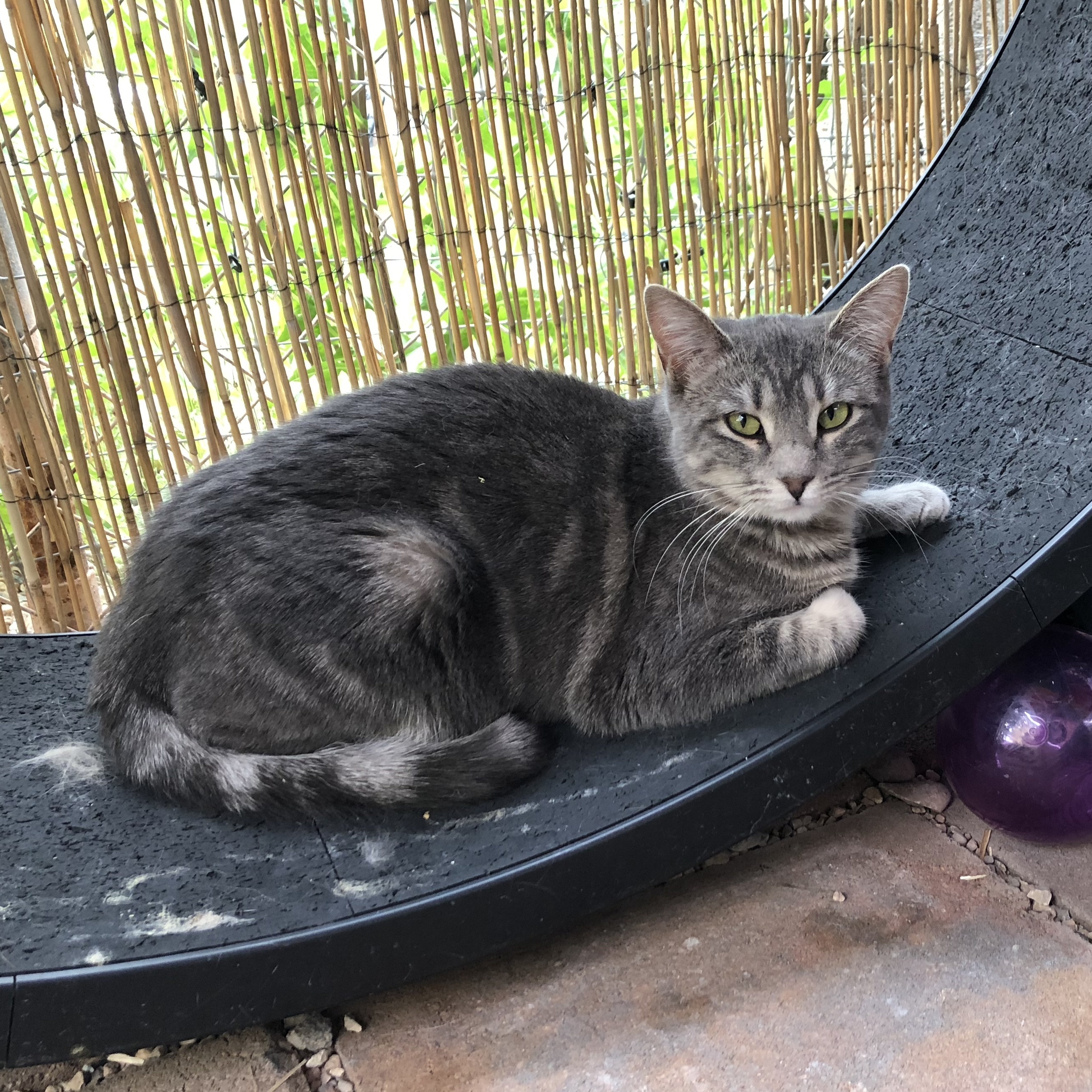 Jessie, a Adoptable Domestic Short Hair in St. George, UT image 4/12