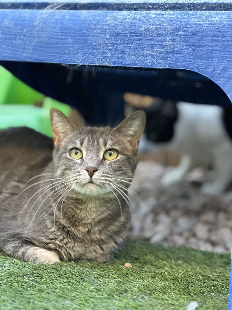 Jessie, a Adoptable Domestic Short Hair in St. George, UT image 5/12