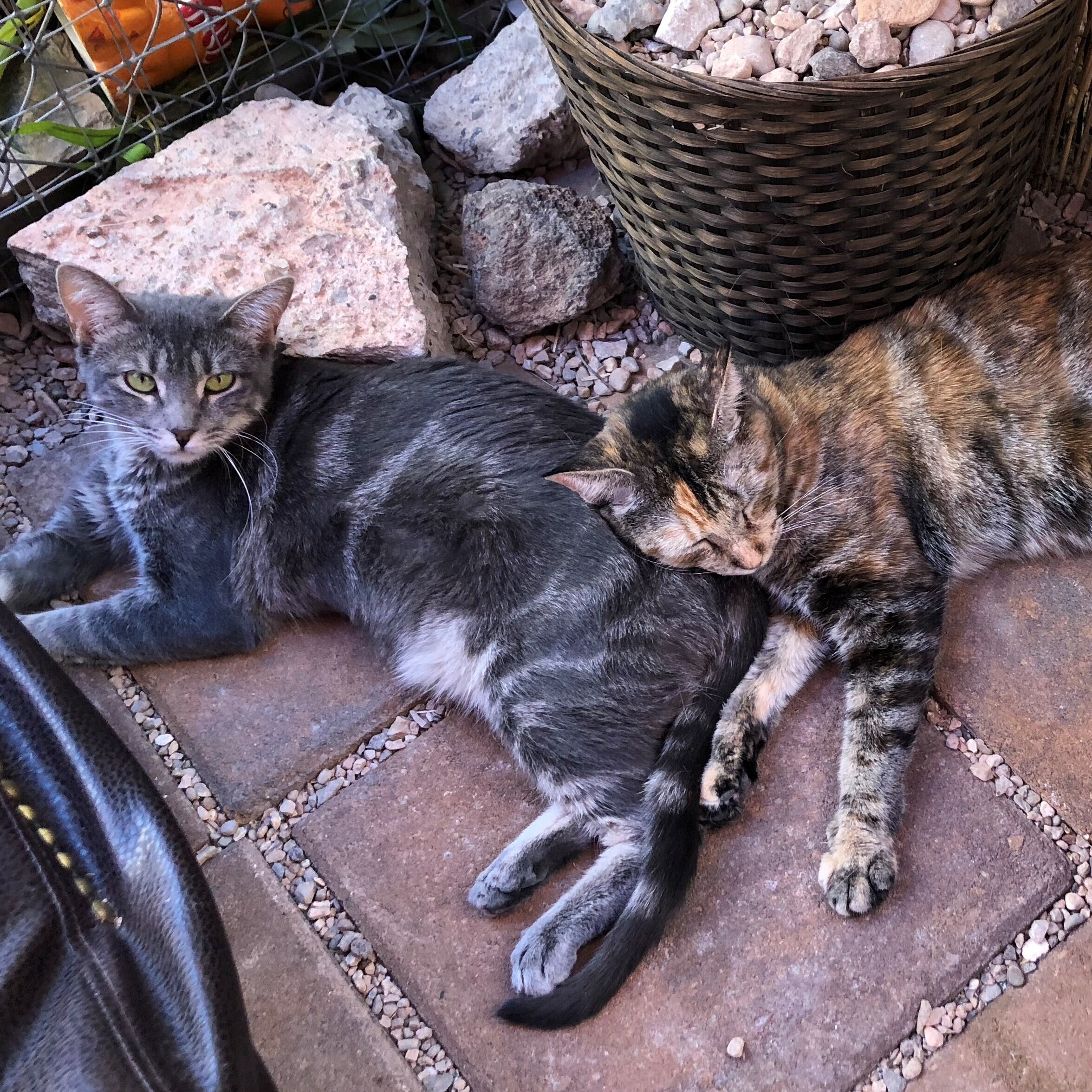 Jessie, a Adoptable Domestic Short Hair in St. George, UT image 6/12