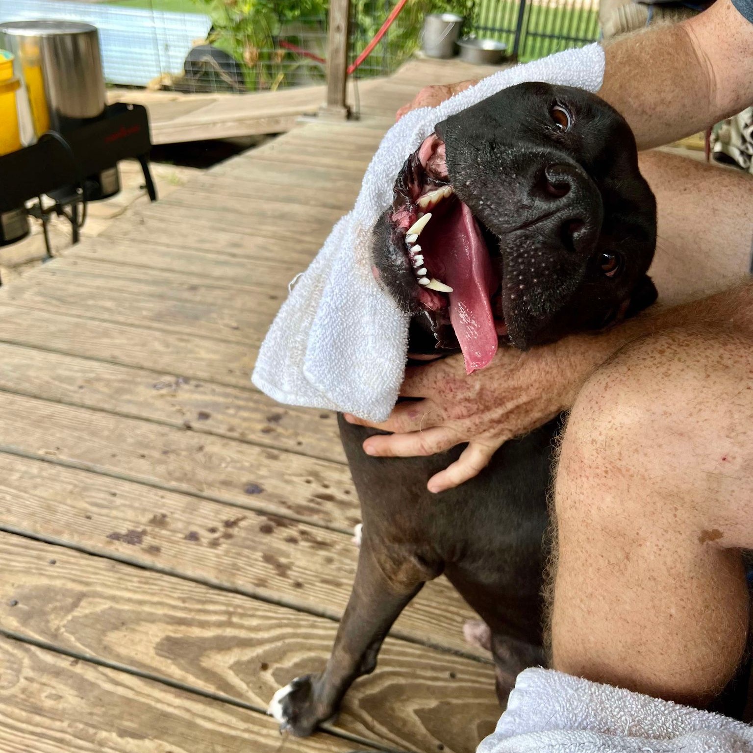 Miles, a Adoptable mixed breed in Houston, TX image 5/6