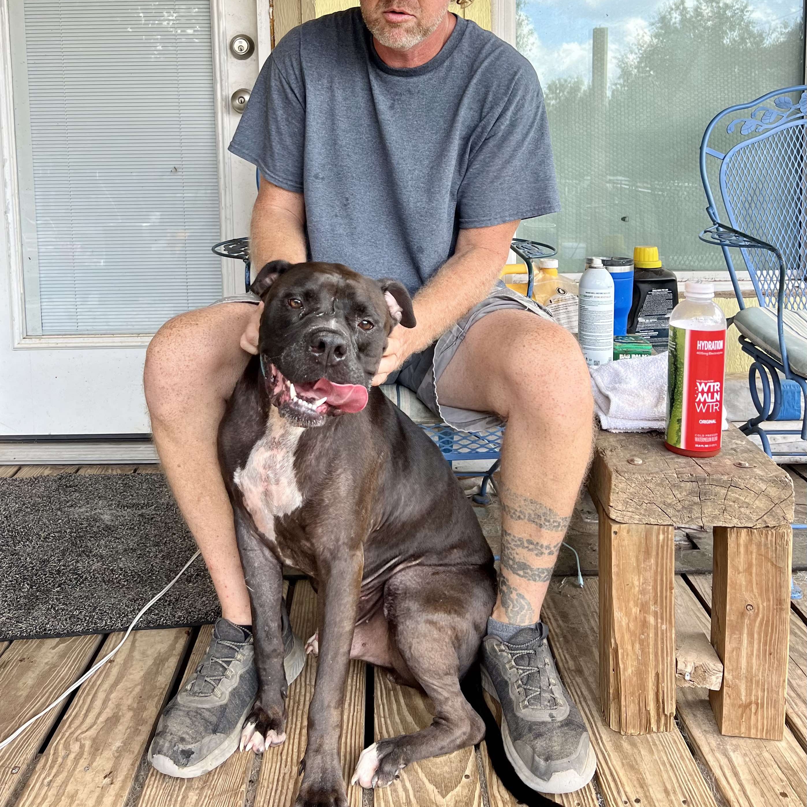 Miles, a Adoptable mixed breed in Houston, TX image 6/6