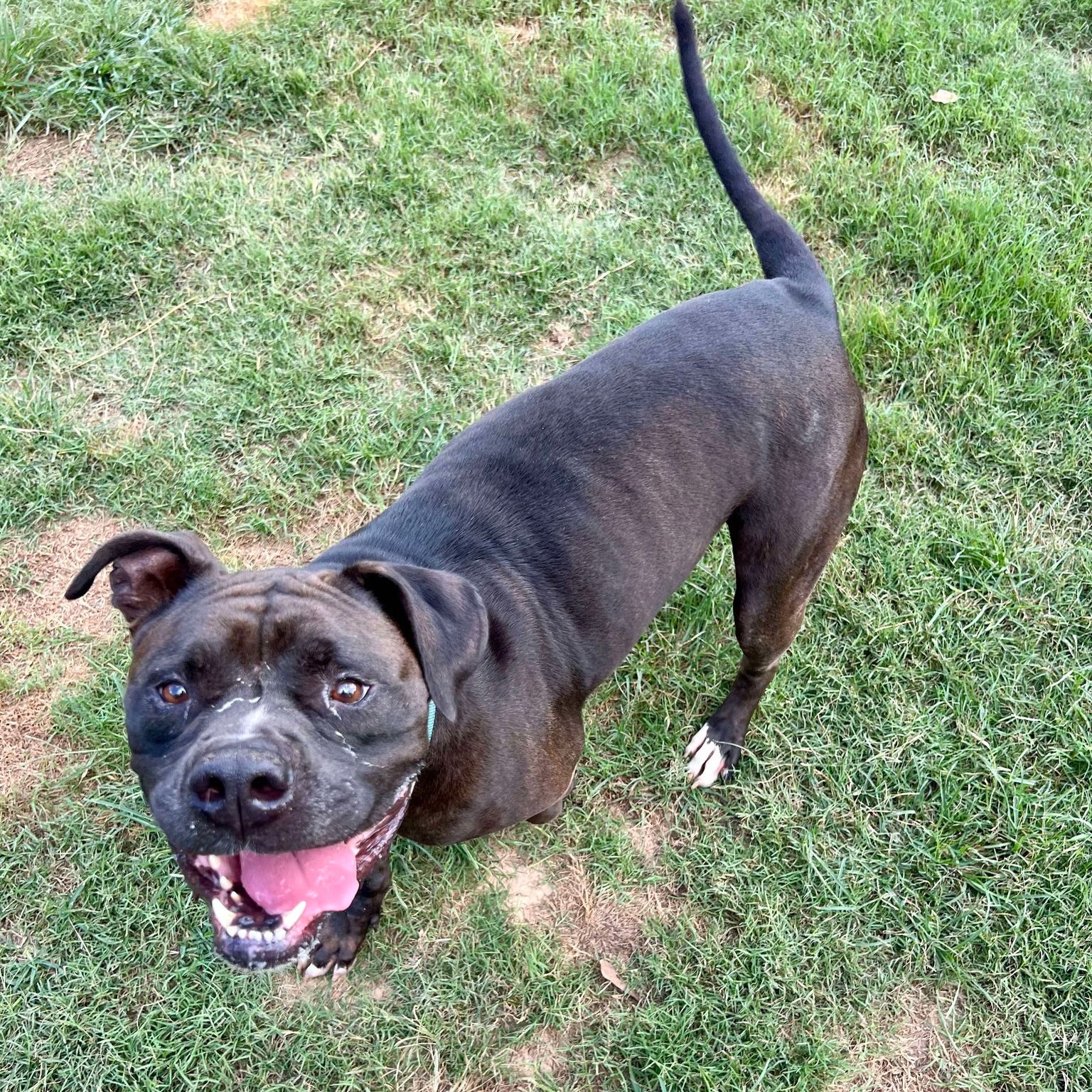 Miles, a Adoptable mixed breed in Houston, TX image 1/6