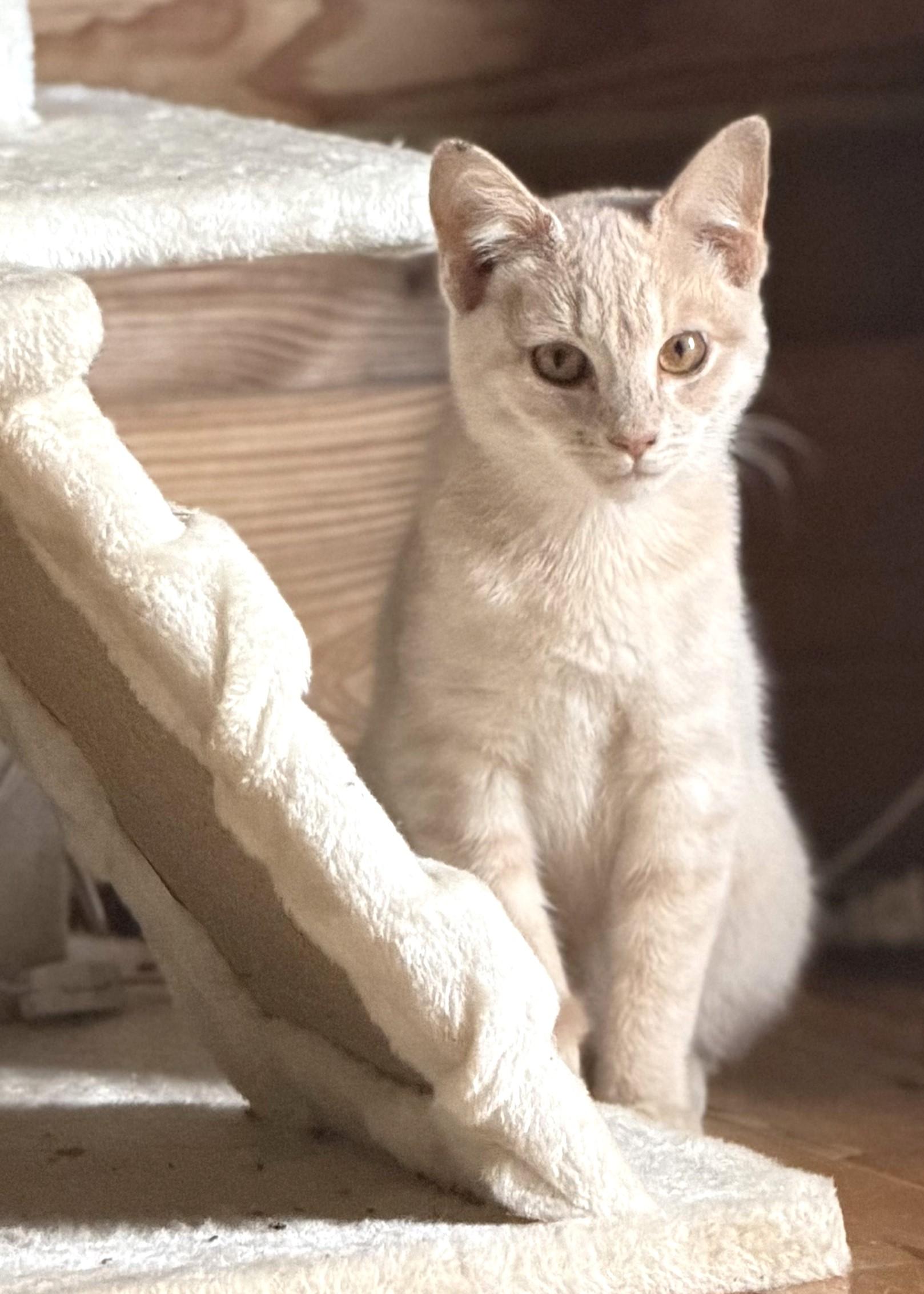 Enlarge Spaghetti, a ADOPTABLE Domestic Short Hair in Floyd, VA image 2/3