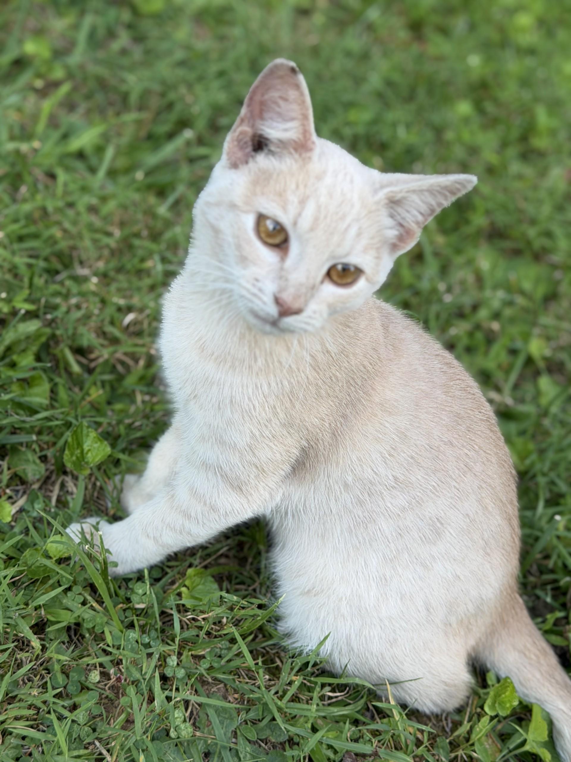 Enlarge Spaghetti, a ADOPTABLE Domestic Short Hair in Floyd, VA image 3/3