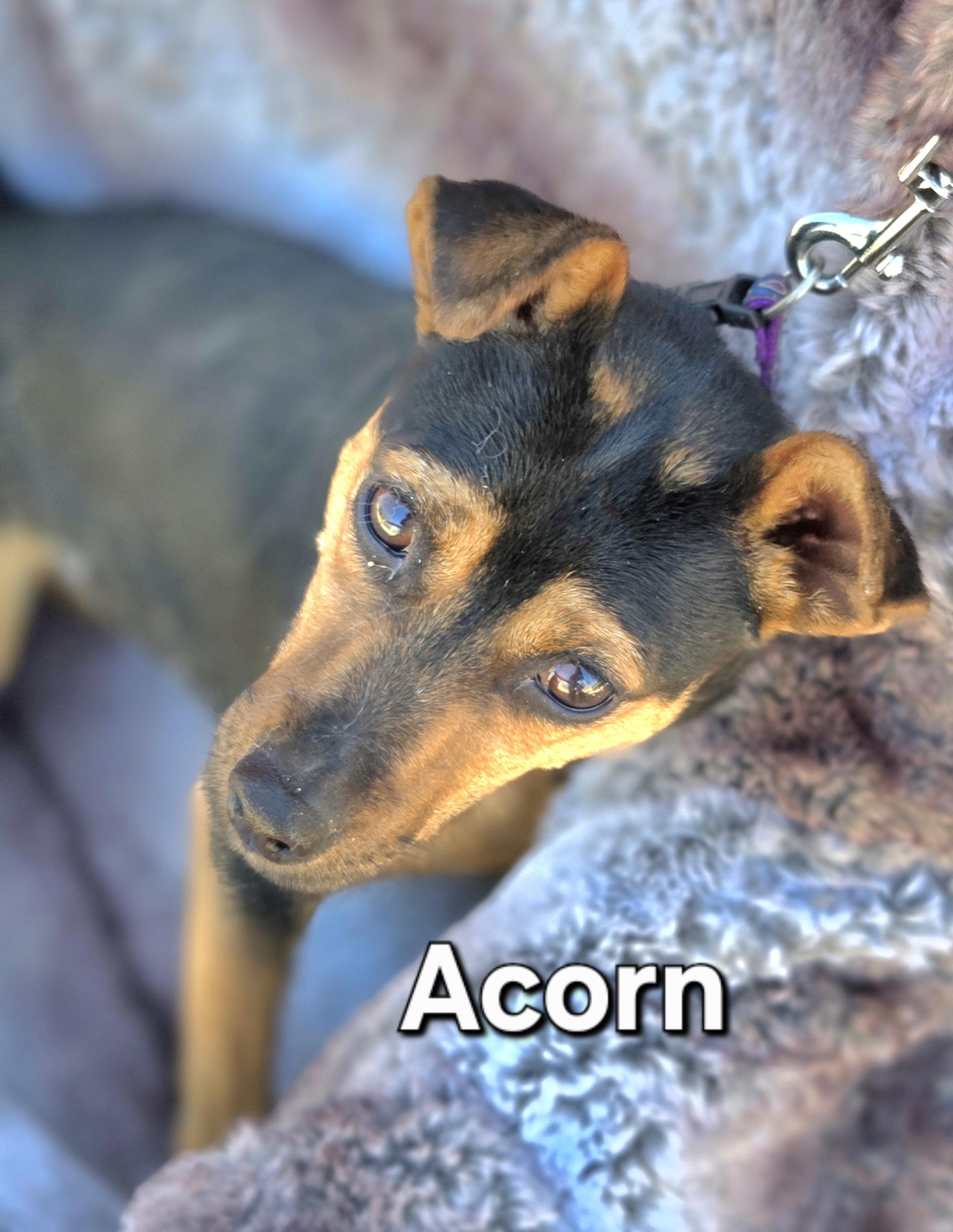 Acorn, ADOPTABLE, Young Female Miniature Pinscher.