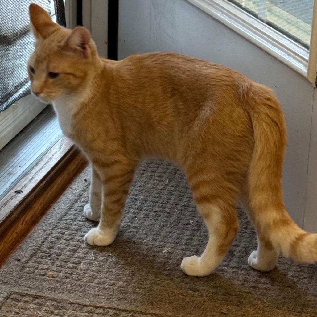 1243 Alex, a Adoptable Domestic Short Hair in Abbeville, SC image 1/3