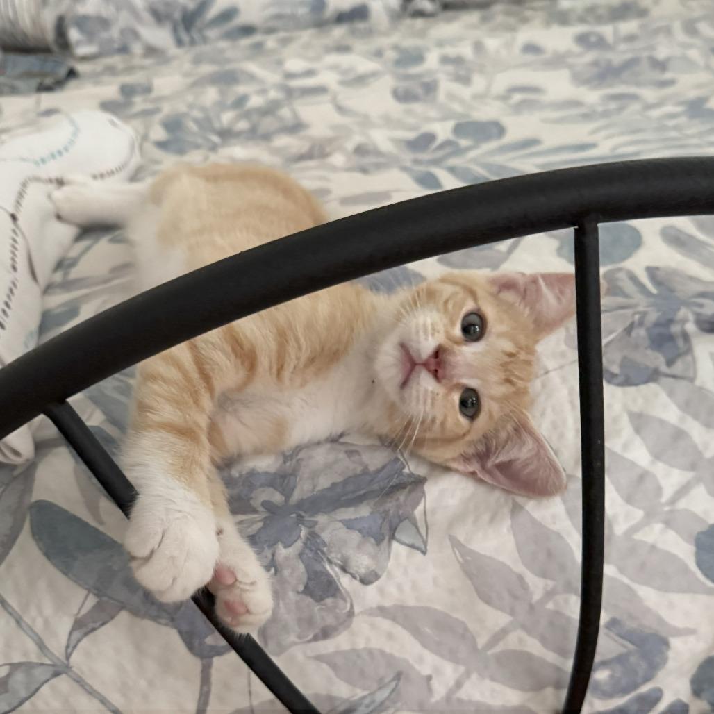 1243 Alex, a Adoptable Domestic Short Hair in Abbeville, SC image 2/3