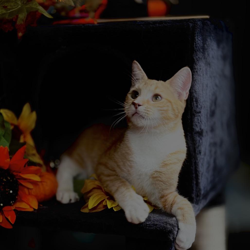 1243 Alex, a Adoptable Domestic Short Hair in Abbeville, SC image 3/3