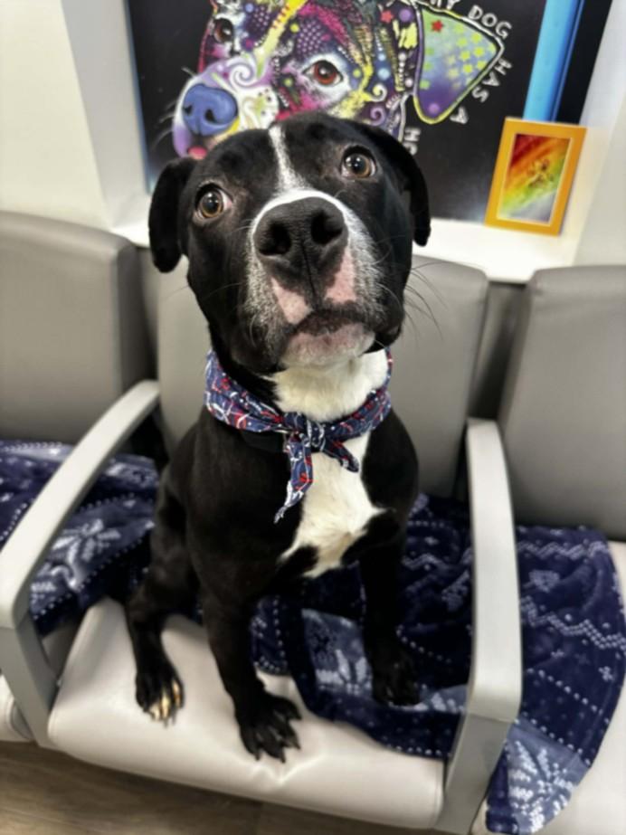 RAMSEY, Adoptable, Young Male Pit Bull Terrier.