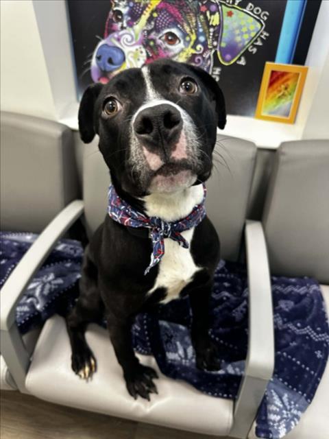 Enlarge RAMSEY, a Adoptable Pit Bull Terrier in Toledo, OH image 1/1