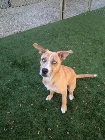 Stormy, Adoptable, Puppy Female Mixed Breed & Mixed Breed.