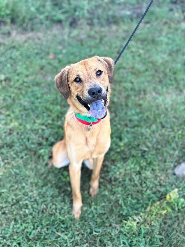 Enlarge Egypt, a Adoptable mixed breed in Berkeley Heights, NJ image 1/4