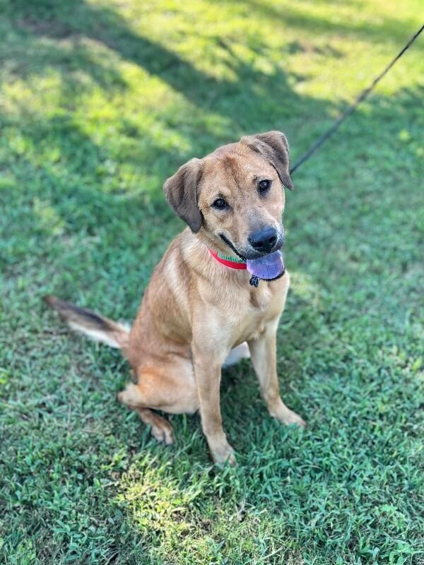 Enlarge Egypt, a Adoptable mixed breed in Berkeley Heights, NJ image 2/4