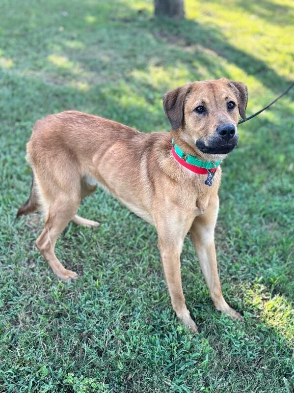 Enlarge Egypt, a Adoptable mixed breed in Berkeley Heights, NJ image 3/4