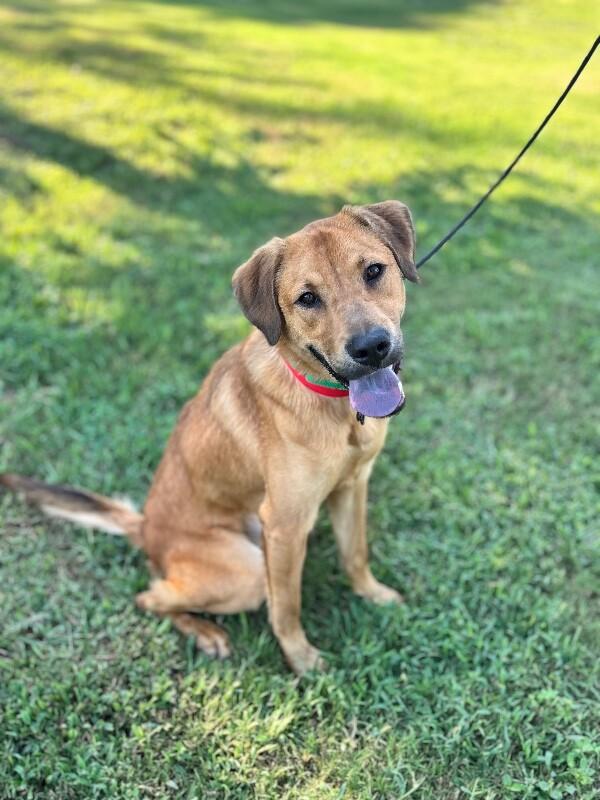 Enlarge Egypt, a Adoptable mixed breed in Berkeley Heights, NJ image 4/4