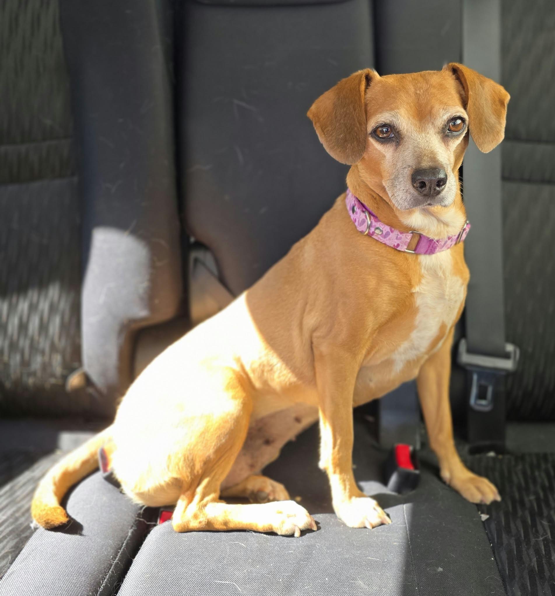 Enlarge Sidney, a Adoptable Beagle in Clarksville, TN image 5/6
