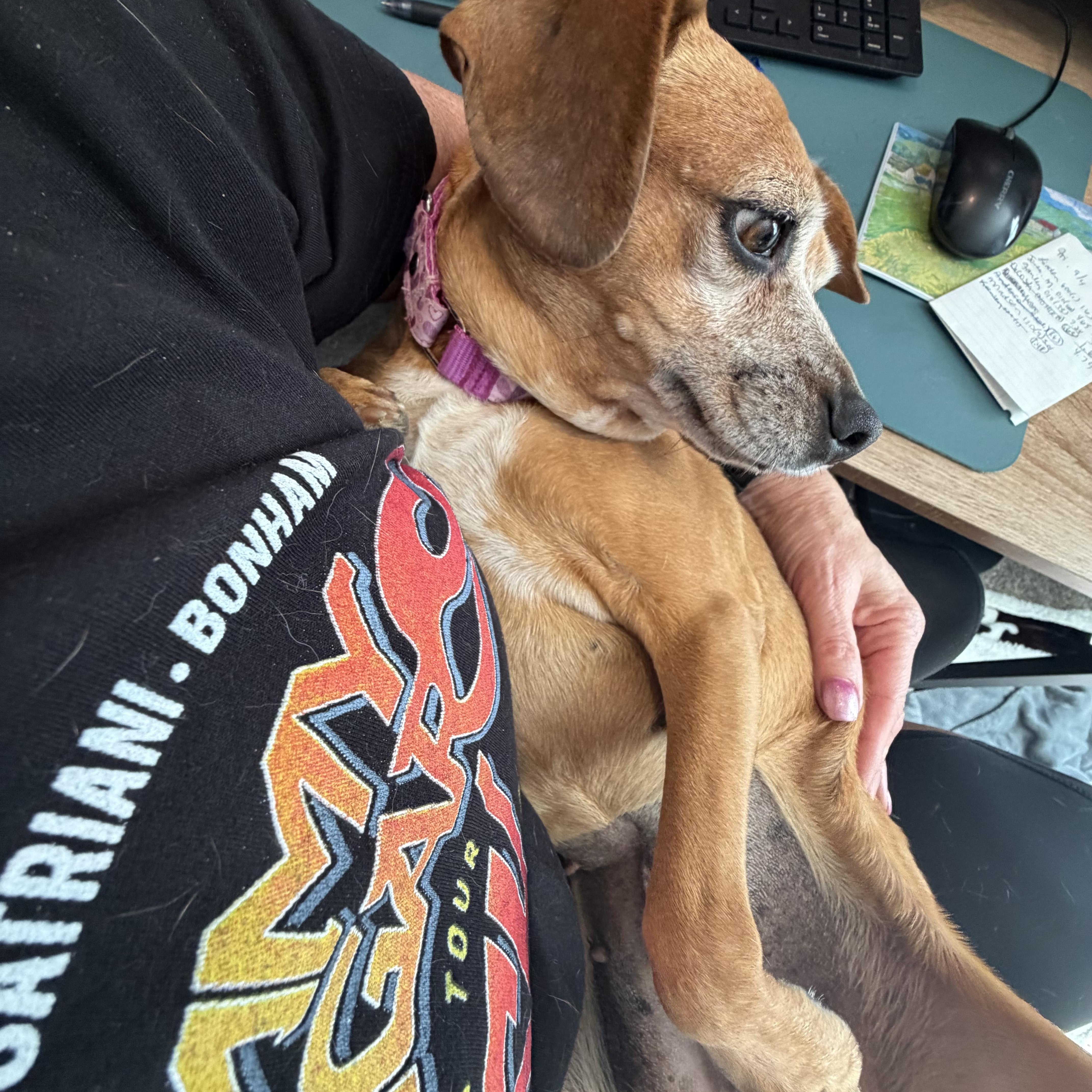 Enlarge Sidney, a Adoptable Beagle in Clarksville, TN image 4/6