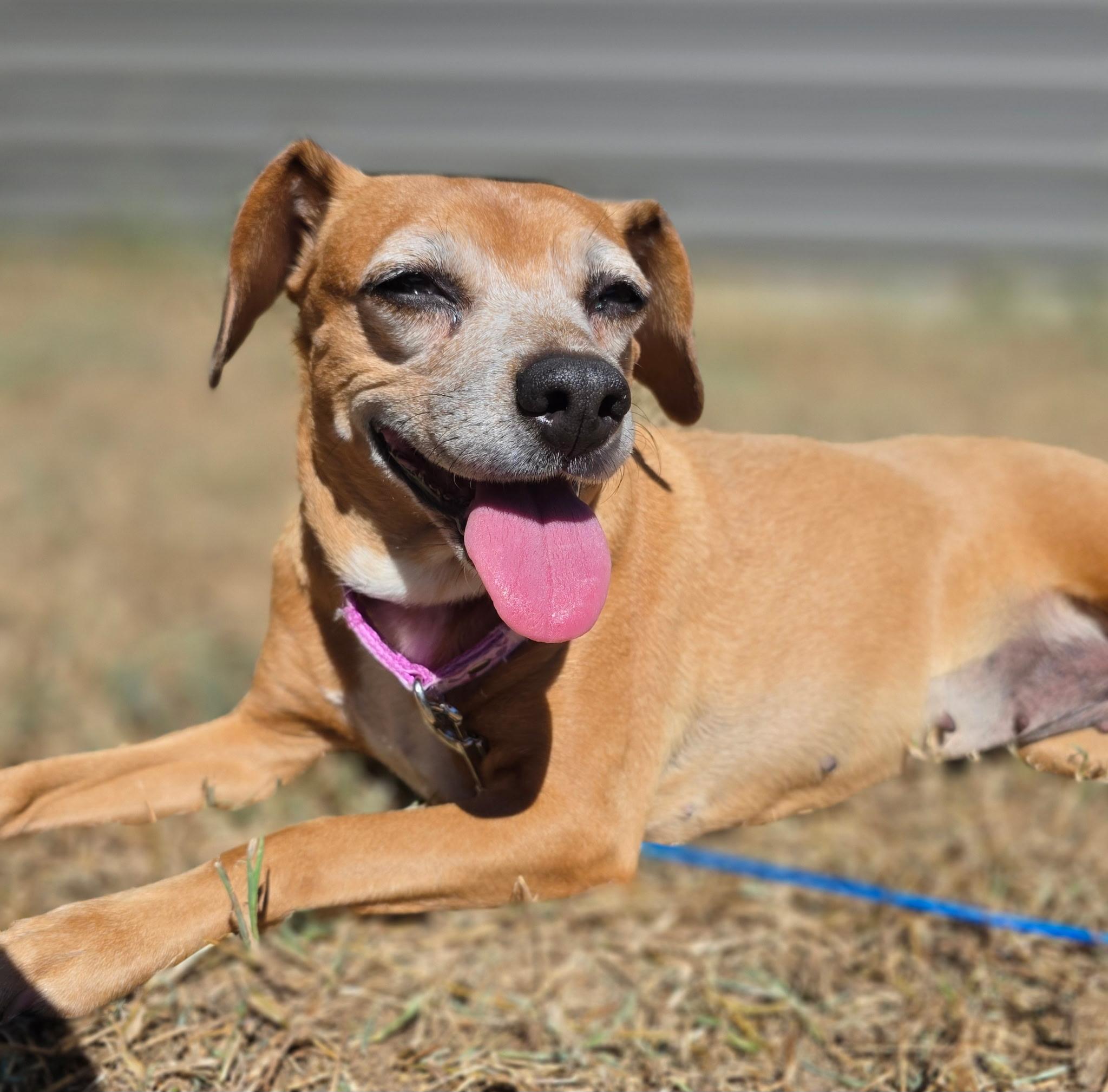 Enlarge Sidney, a Adoptable Beagle in Clarksville, TN image 2/6