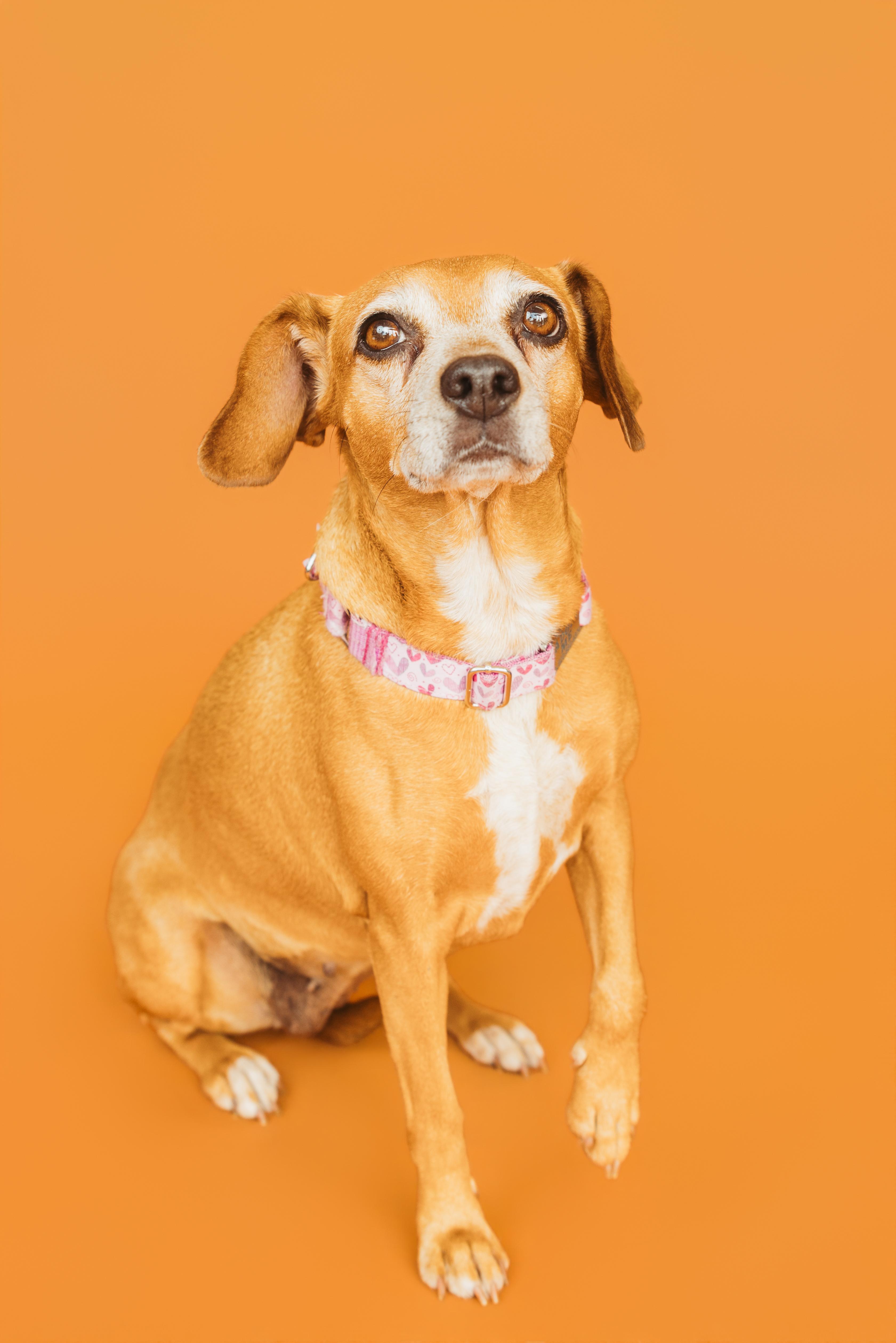 Enlarge Sidney, a Adoptable Beagle in Clarksville, TN image 6/6