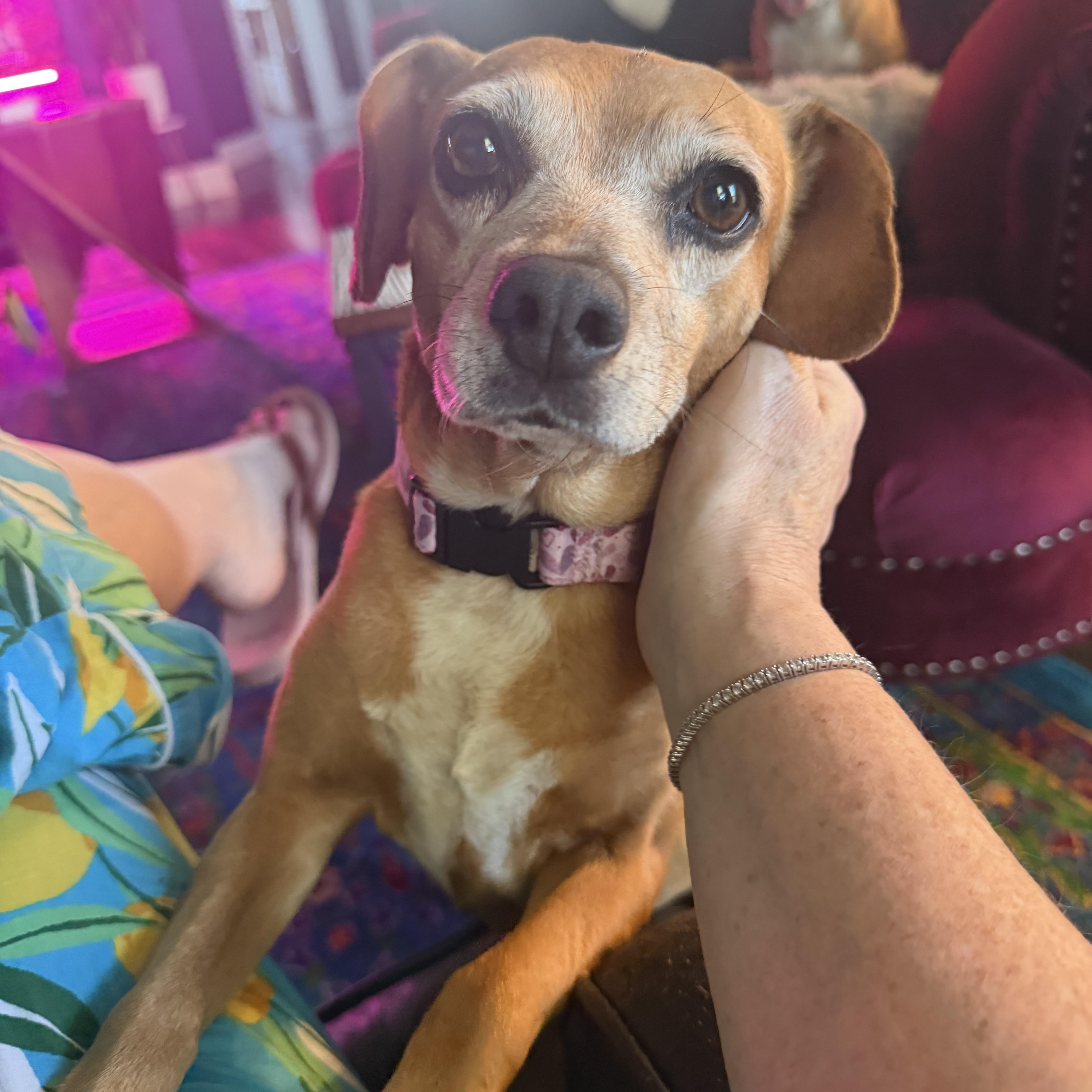 Enlarge Sidney, a Adoptable Beagle in Clarksville, TN image 3/6