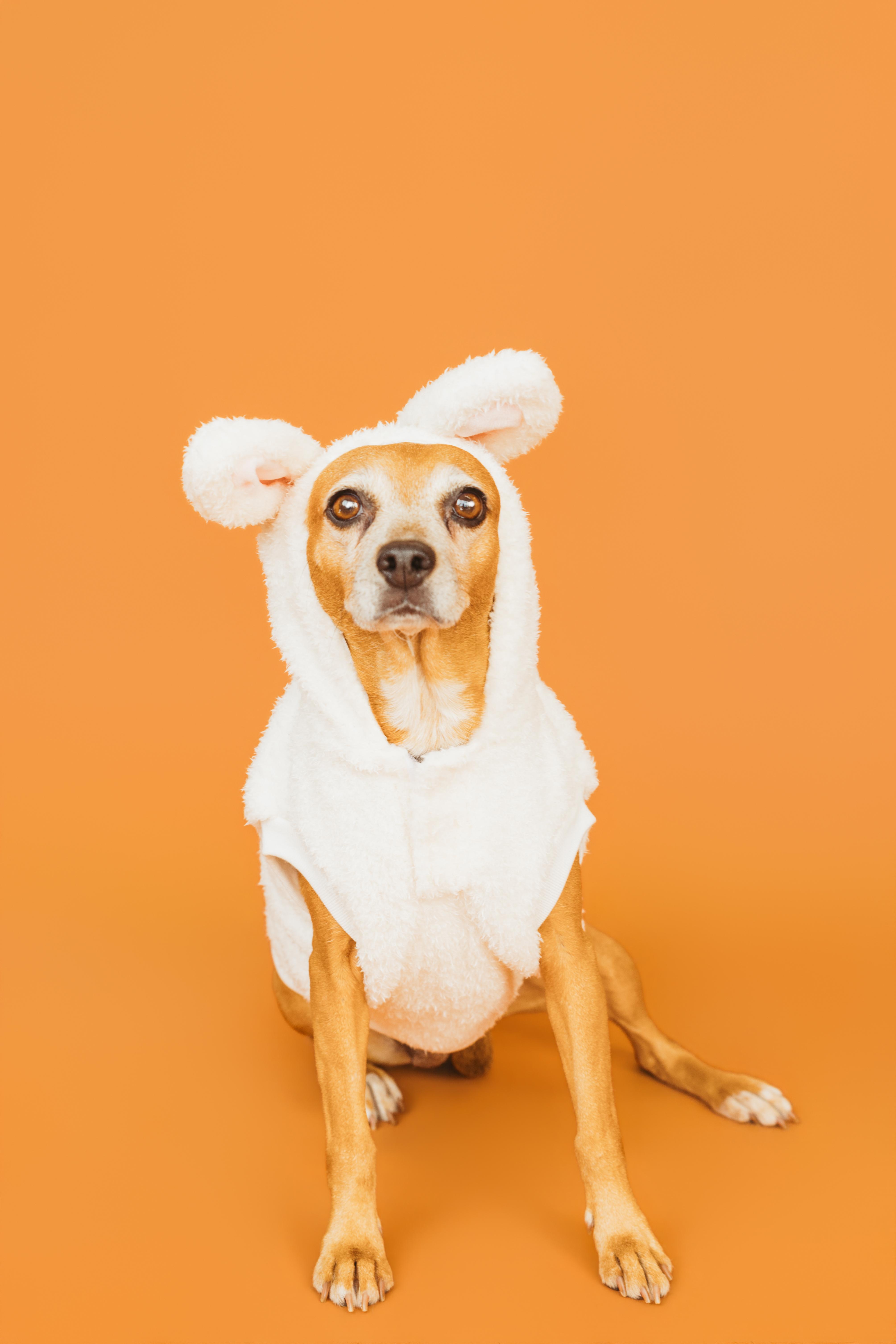 Enlarge Sidney, a Adoptable Beagle in Clarksville, TN image 1/6