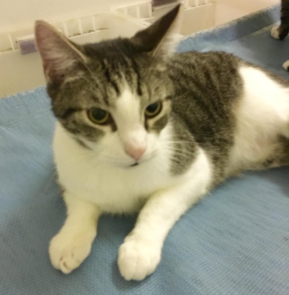 Snap, a Adoptable Tabby in Kansas City, MO image 1/3