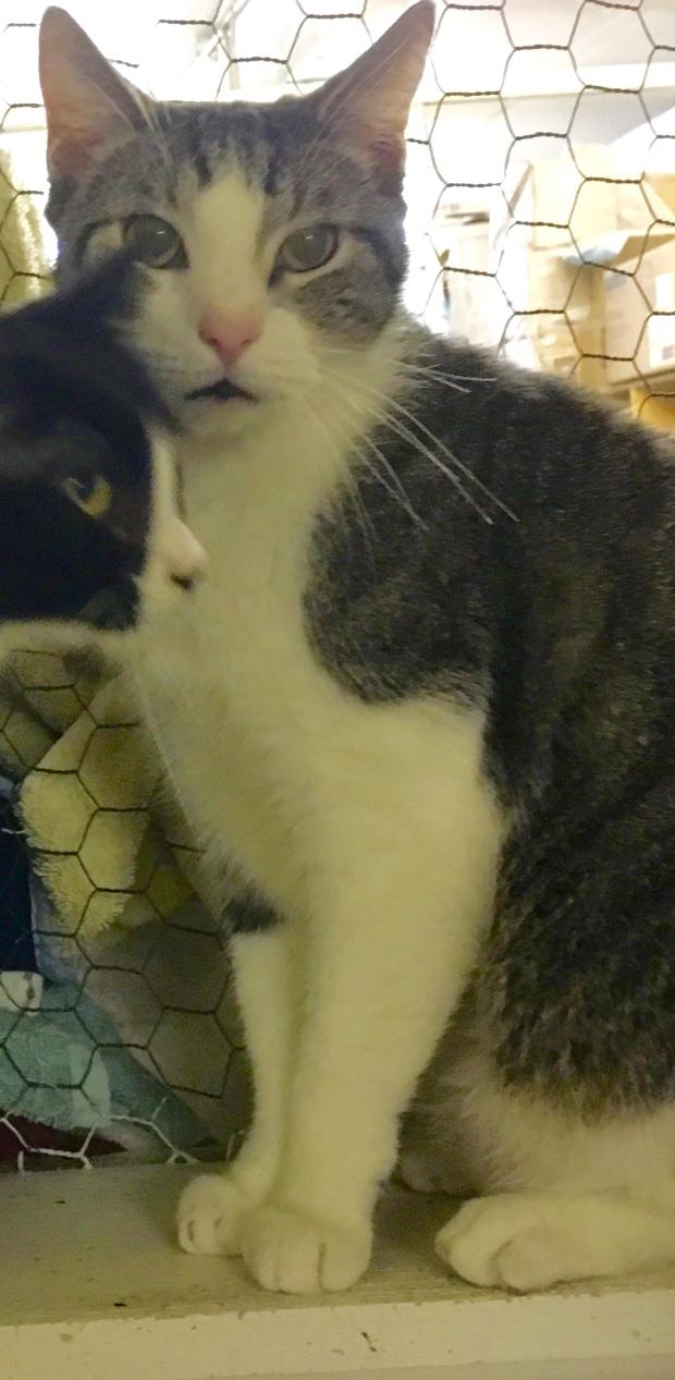 Snap, a Adoptable Tabby in Kansas City, MO image 2/3