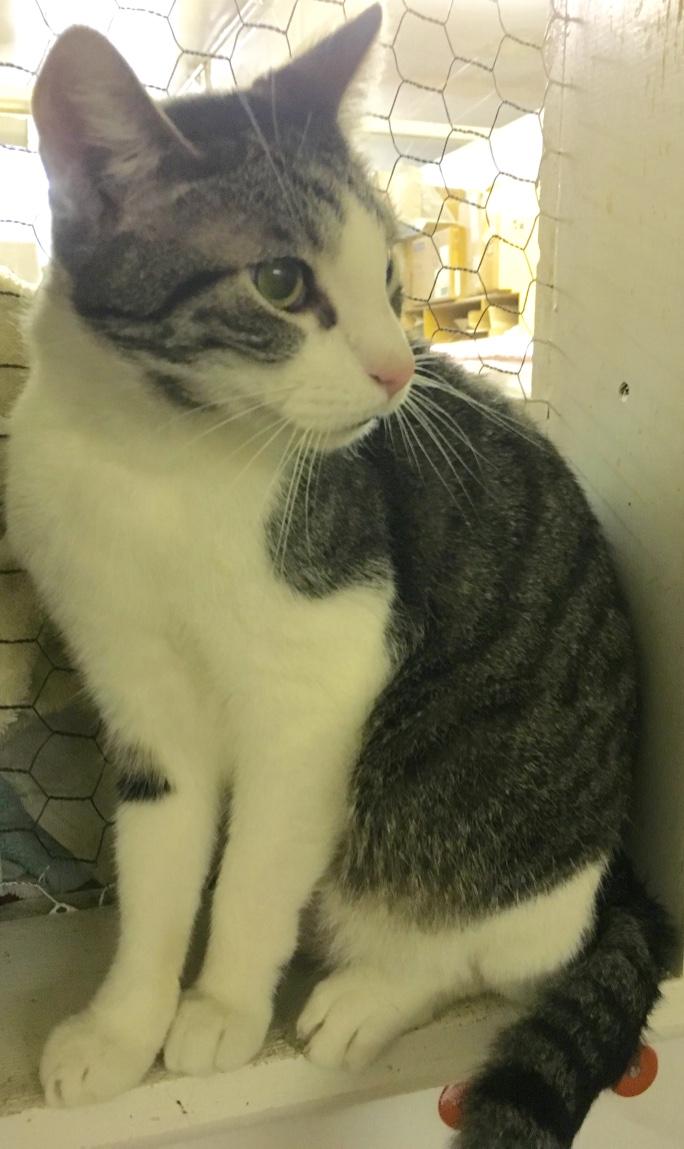Snap, a Adoptable Tabby in Kansas City, MO image 3/3