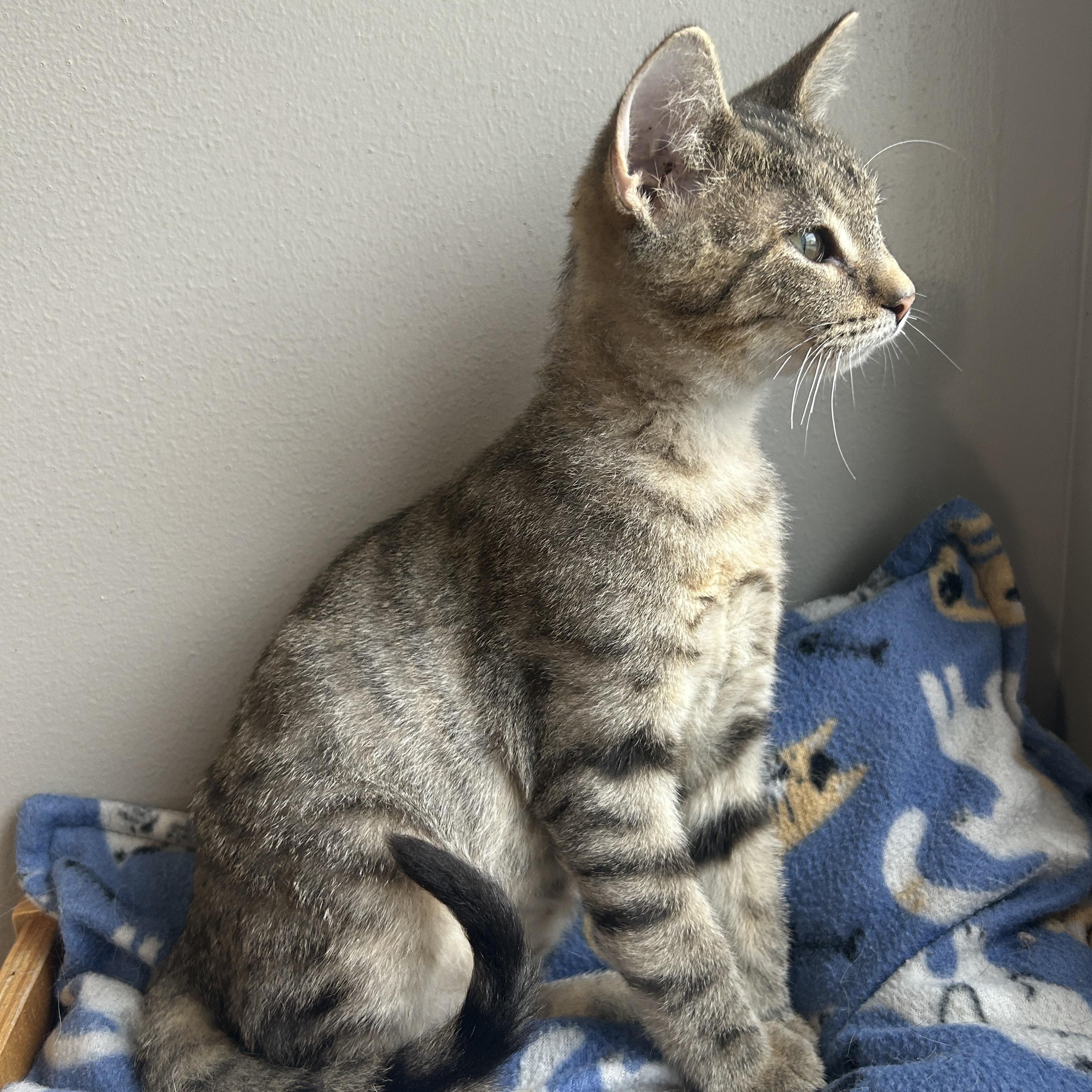 Enlarge Ford, a Adoptable mixed breed in Seward, NE image 2/2