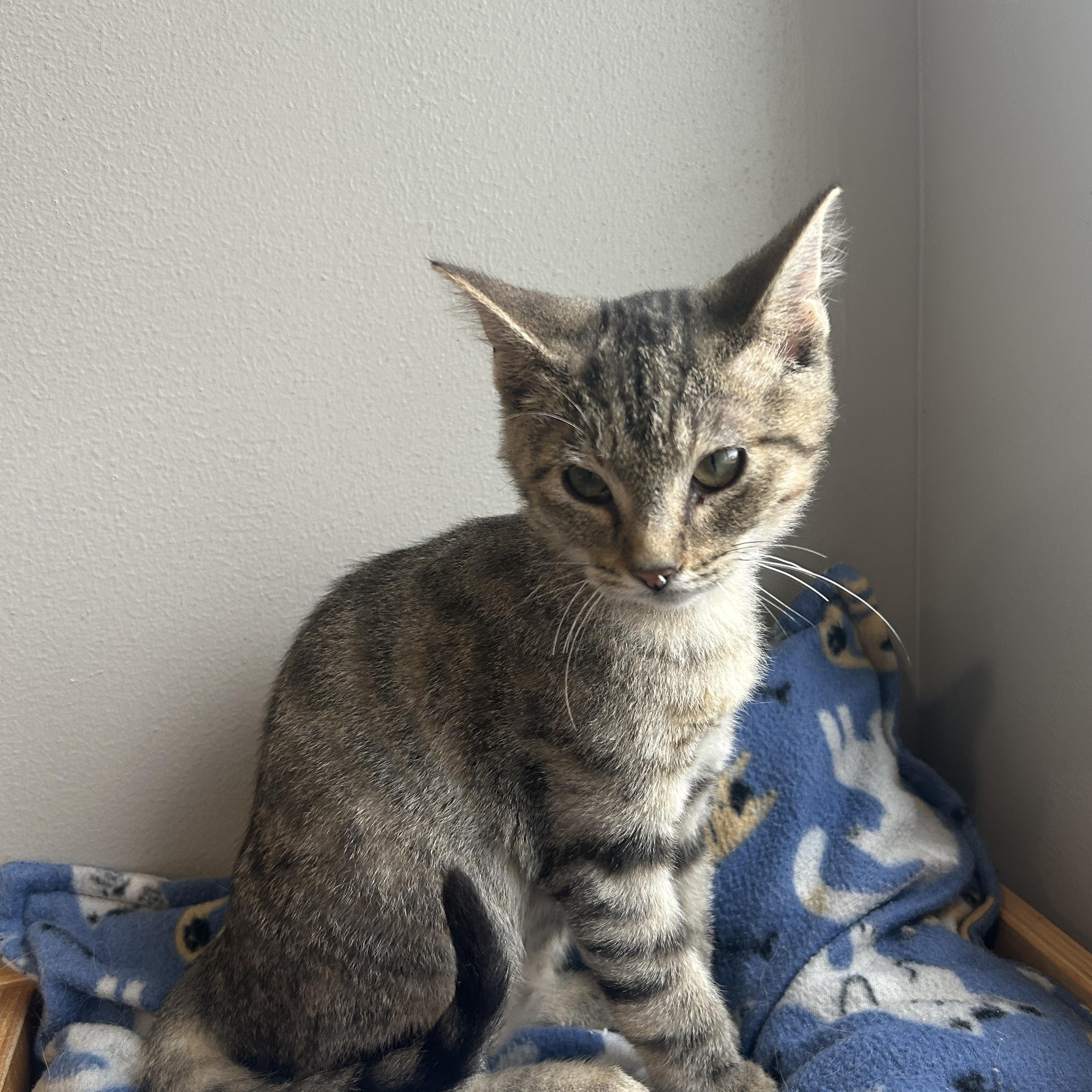 Ford, Adoptable, Kitten Male Domestic Short Hair.