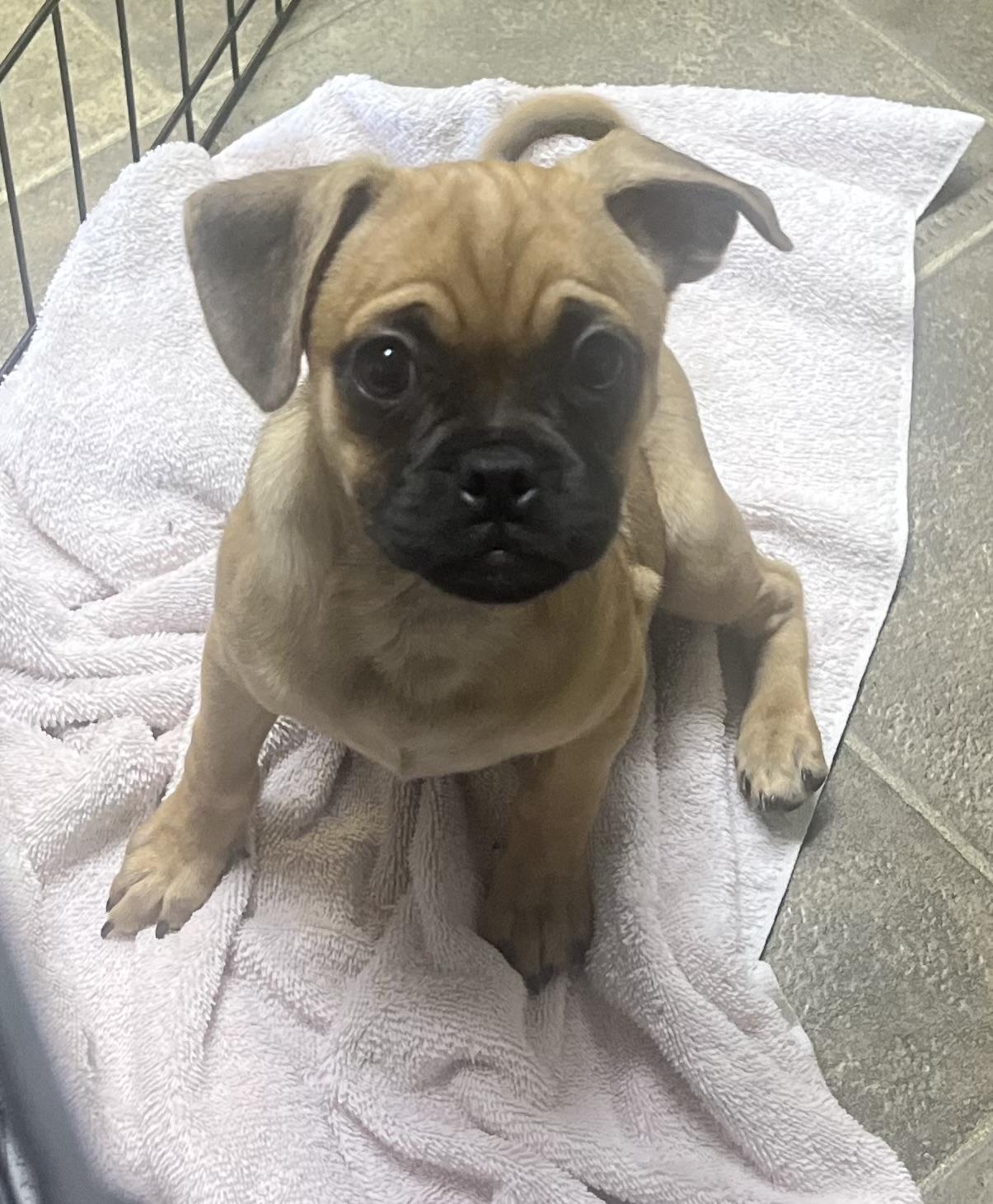 Miss Pickles, a ADOPTABLE mixed breed in Los Angeles, CA image 4/4