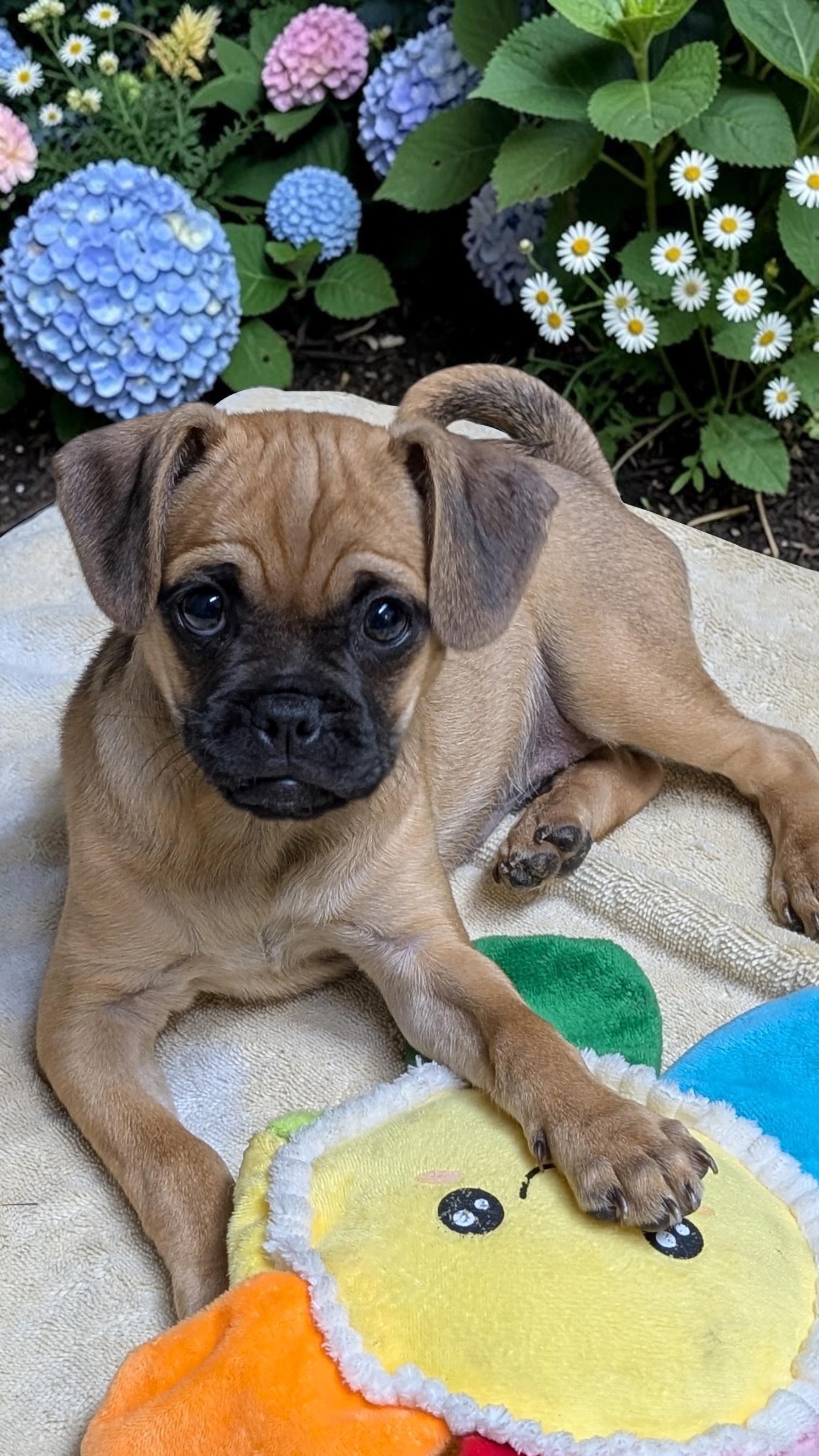 Miss Pickles, a ADOPTABLE mixed breed in Los Angeles, CA image 2/4