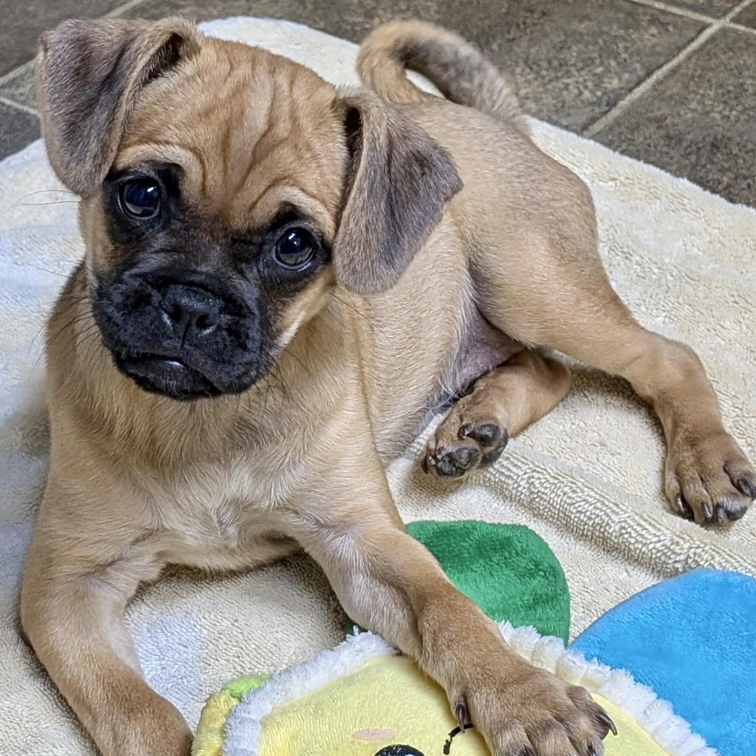 Miss Pickles, ADOPTABLE, Adult Female Pug & Chihuahua.