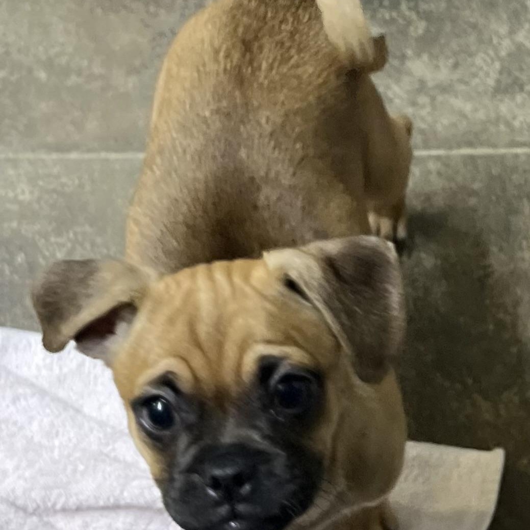 Miss Pickles, a ADOPTABLE mixed breed in Los Angeles, CA image 3/4