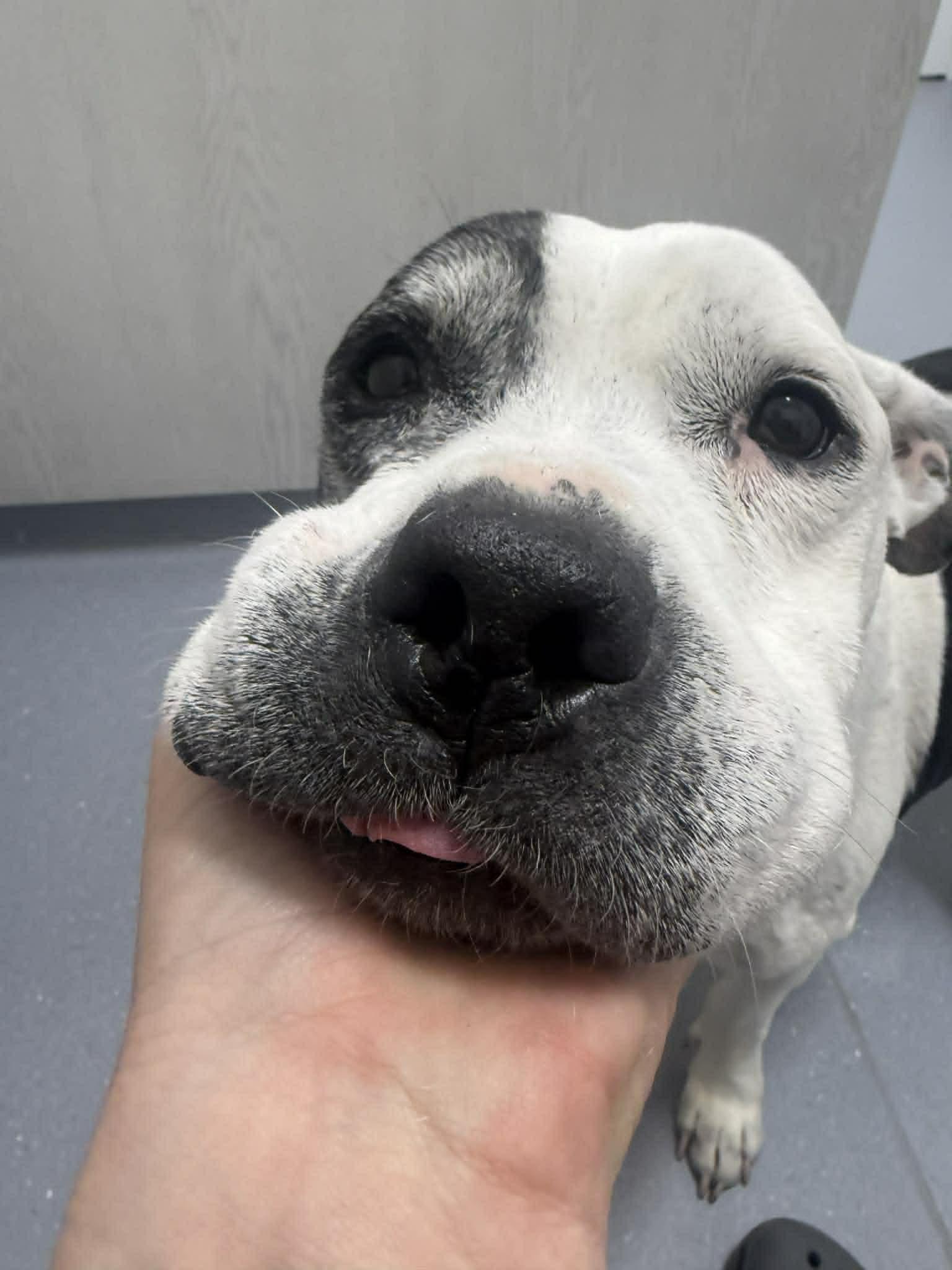 Sumo (IN FOSTER), a ADOPTABLE mixed breed in Myakka City, FL image 2/5