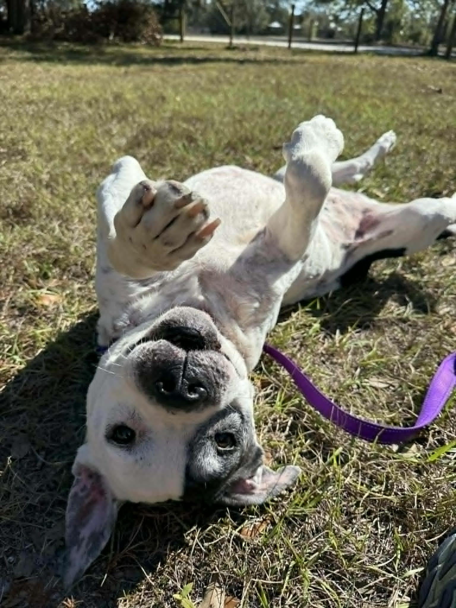 Sumo (IN FOSTER), ADOPTABLE, Senior Male Terrier.
