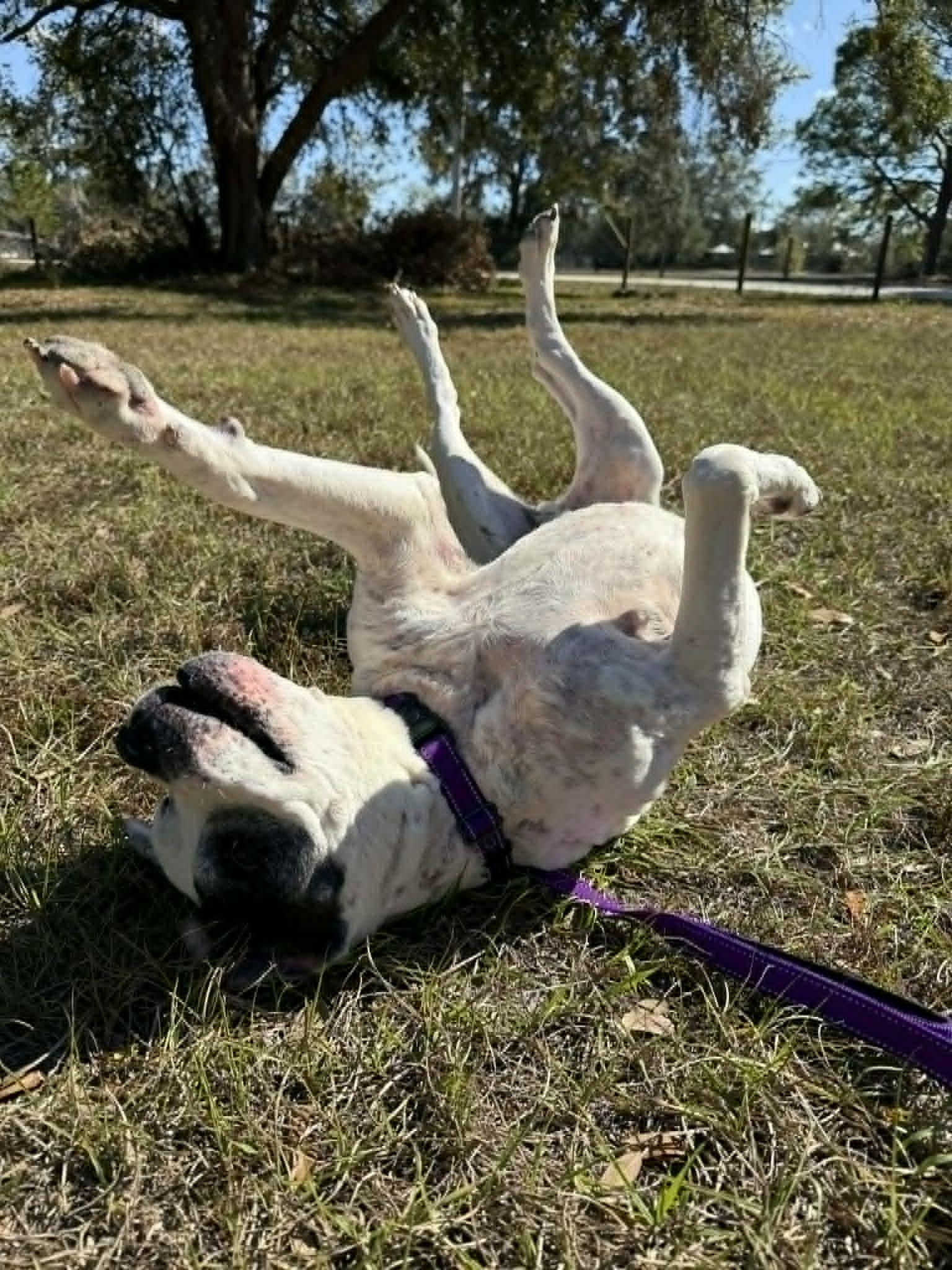 Sumo (IN FOSTER), a ADOPTABLE mixed breed in Myakka City, FL image 5/5