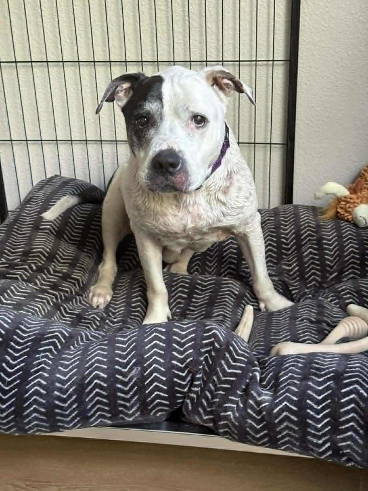 Sumo (IN FOSTER), a ADOPTABLE mixed breed in Myakka City, FL image 4/5