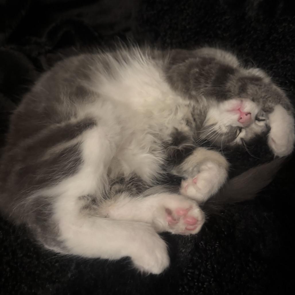 Frank, Adoptable, Kitten Male Domestic Medium Hair.